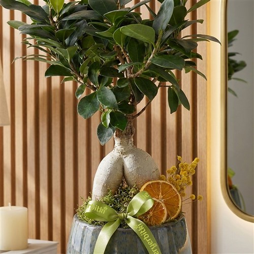 Bonsai Ficus Ağacı - Premium Saksıda