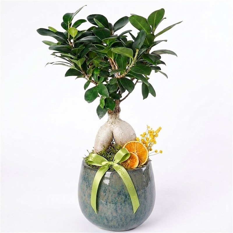 Bonsai Ficus Tree - In a Premium Pot
