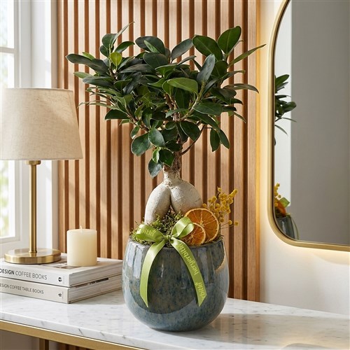 Bonsai Ficus Ağacı - Premium Saksıda