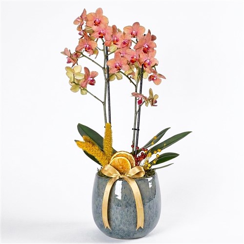 Premium Bloom Coral Orchids (Vazoda Ateş Orkide Aranjmanı)