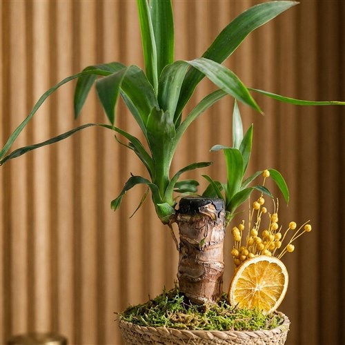 Yucca Basket (Tek Gövdeli Yuka)