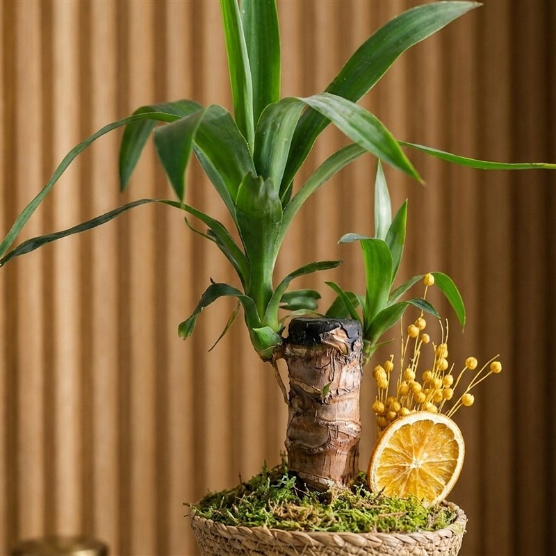 Yucca Basket (Tek Gövdeli Yuka)