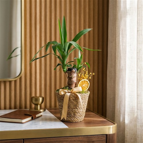 Yucca Basket (Tek Gövdeli Yuka)