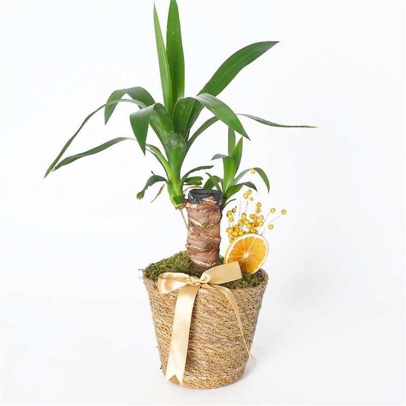 Yucca Basket (Tek Gövdeli Yuka)