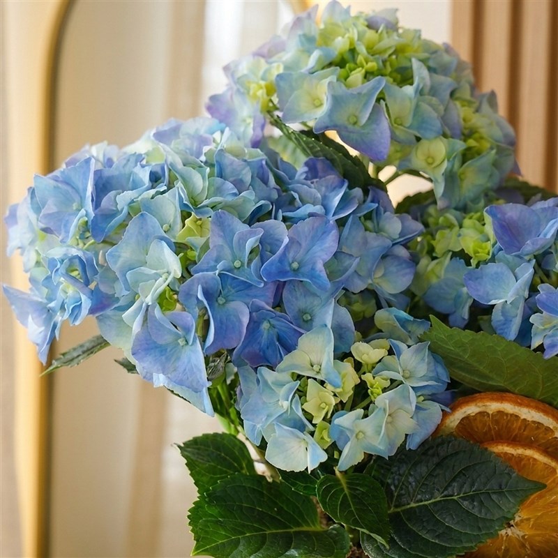 Blue Hydrangea in a Basket