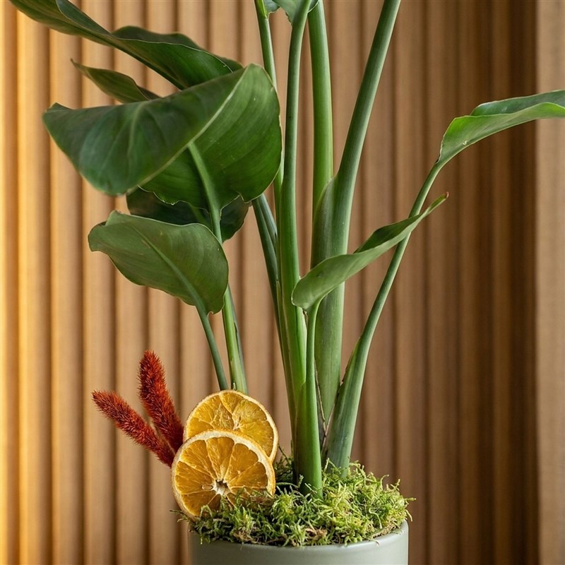 Strelitzia 2-3 Gift