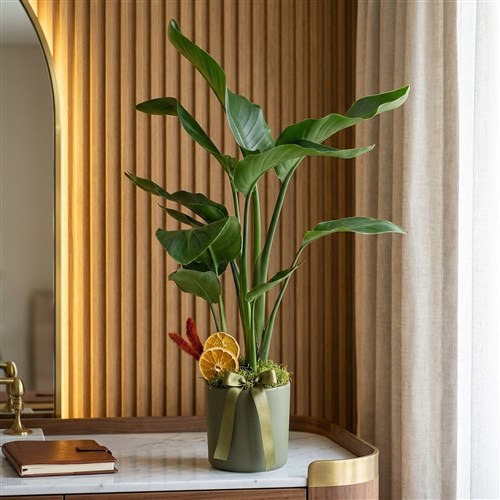 Strelitzia 2-3 Gift (Hediye Starliçe)