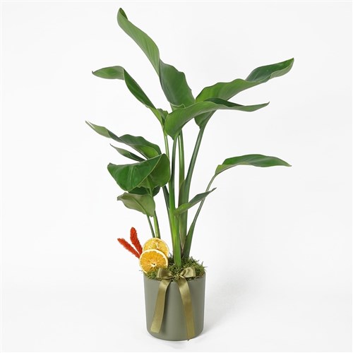 Strelitzia 2-3 Gift (Hediye Starliçe)