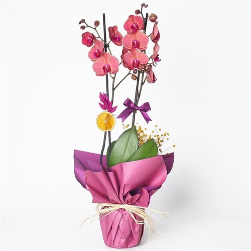 Ateş Orkide Aranjmanı - 2 Dallı (Magenta Coral)