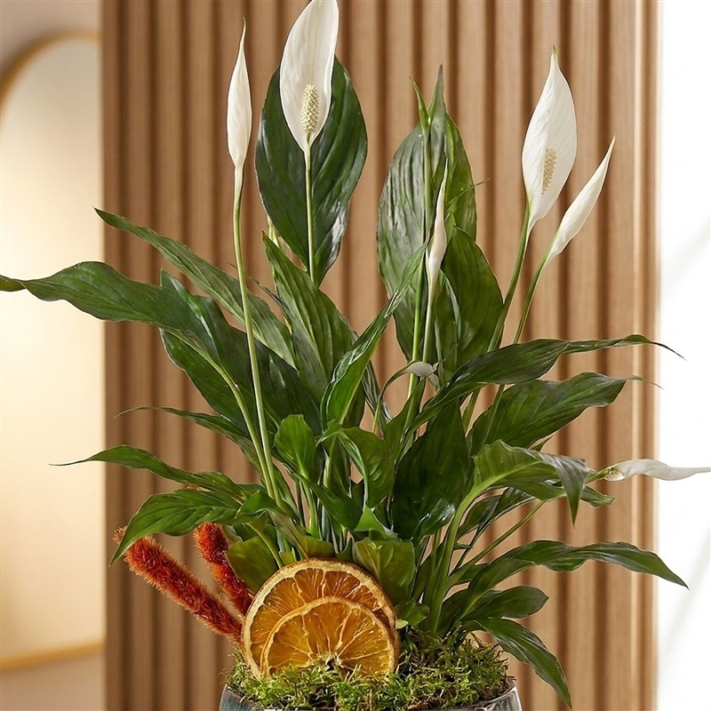 Barış Çiçeği - Premium Saksıda (Spathiphyllum)