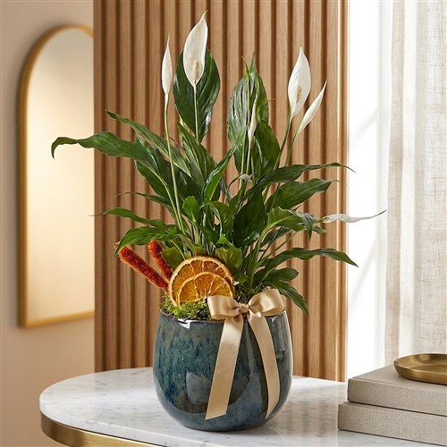 Barış Çiçeği - Premium Saksıda (Spathiphyllum)
