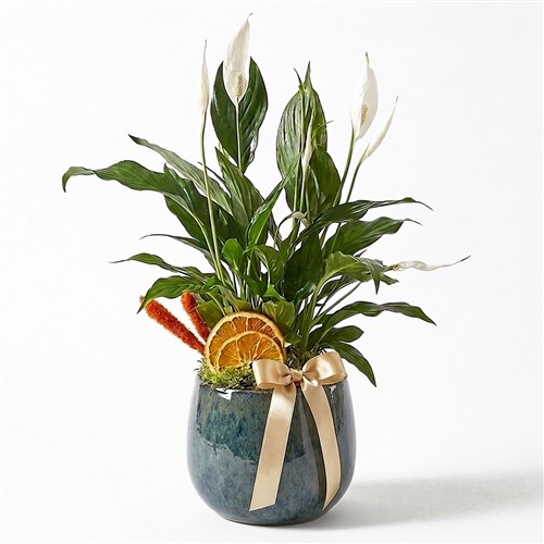 Barış Çiçeği - Premium Saksıda (Spathiphyllum)