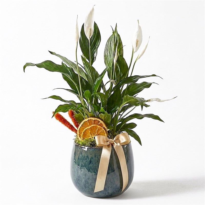 Barış Çiçeği - Premium Saksıda (Spathiphyllum)