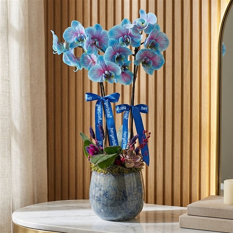 2 Dallı Kırçıllı Mavi Orkide - Premium Saksıda