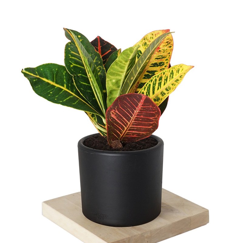 Croton Petra (Kraton Bitkisi)