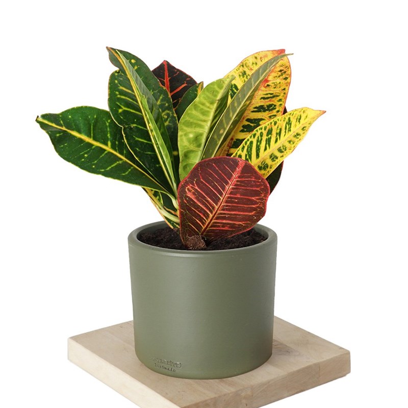 Croton Petra (Kraton Bitkisi)