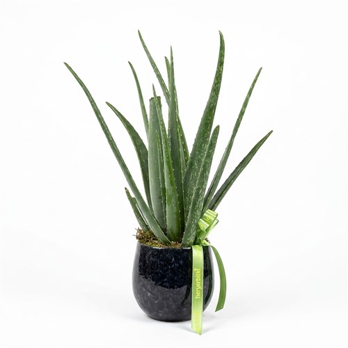 Aloe Vera Kaktüs Tasarımı - Premium Saksıda