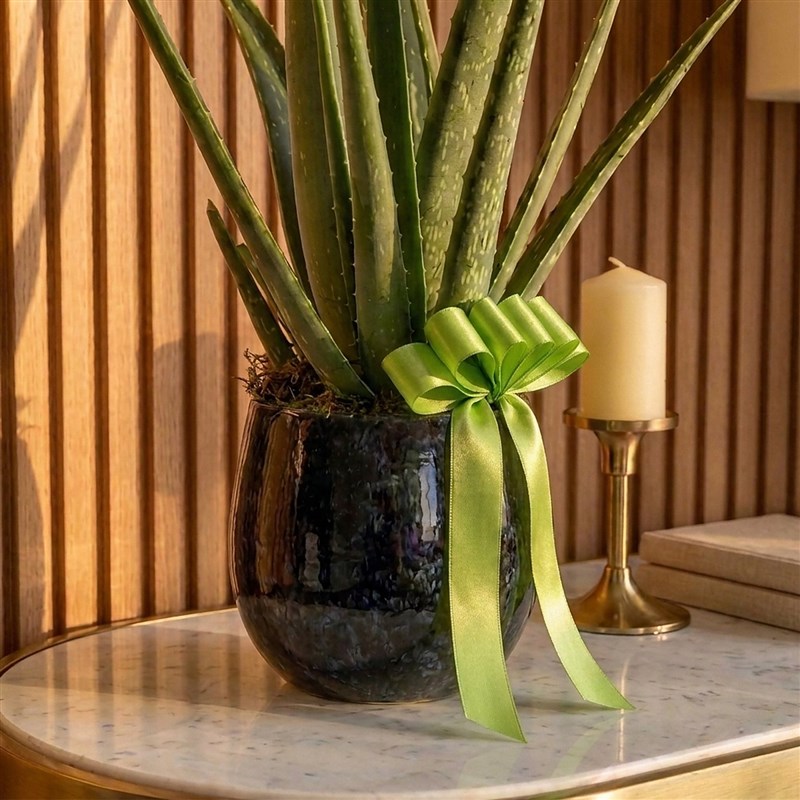 Aloe Vera Kaktüs Tasarımı - Premium Saksıda