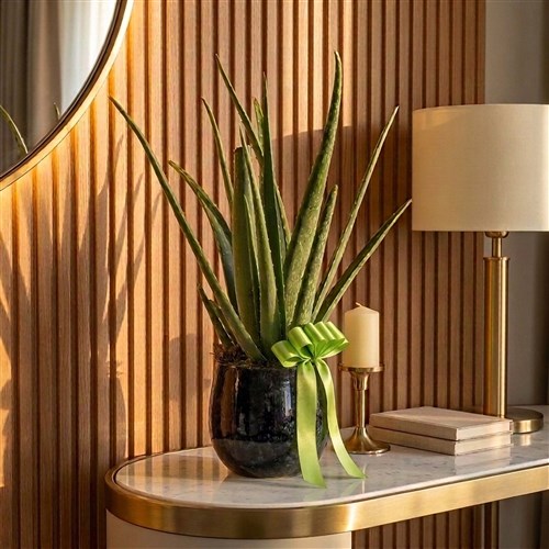 Aloe Vera Kaktüs Tasarımı - Premium Saksıda