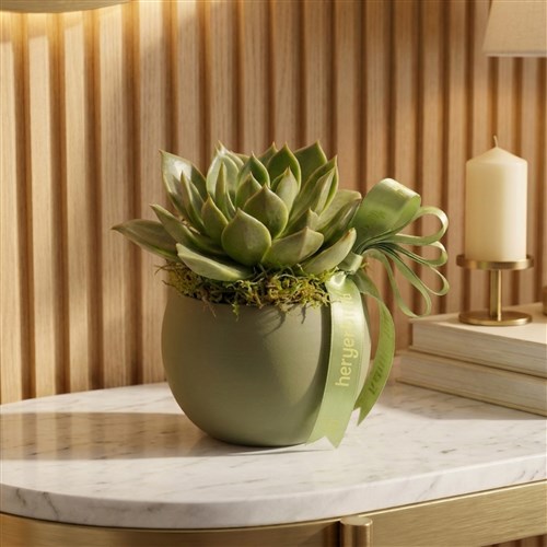 Echeveria Sukulent - Yeşil Saksıda