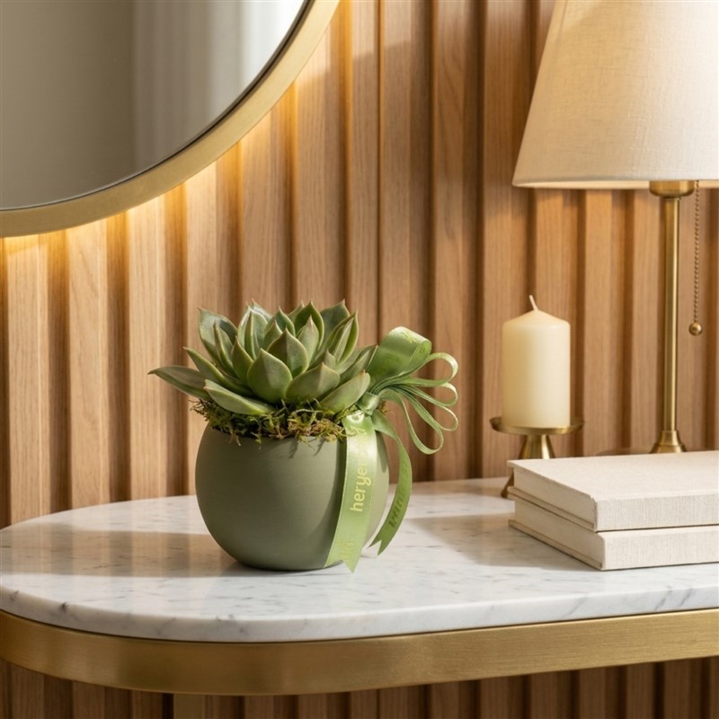 Echeveria Sukulent - Yeşil Saksıda