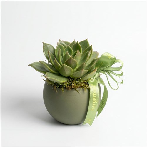 Echeveria Sukulent - Yeşil Saksıda
