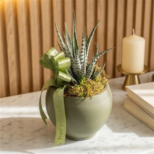 Albino Haworthia Sukulent - Yeşil Saksıda