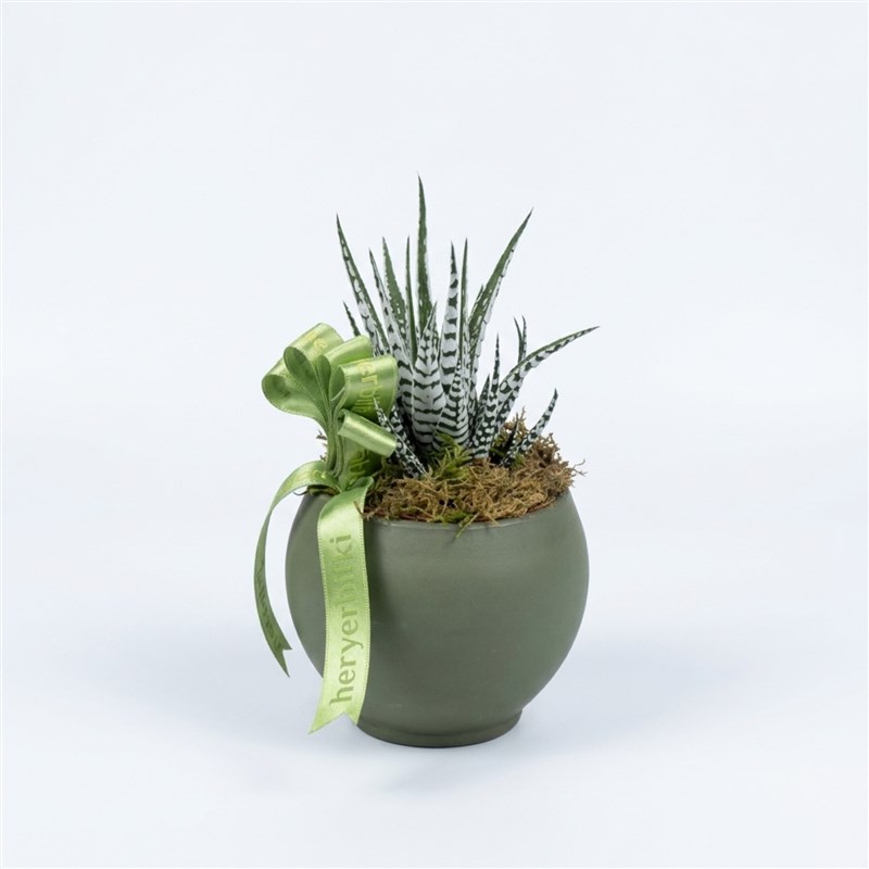 Albino Haworthia Sukulent - Yeşil Saksıda