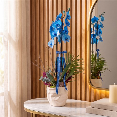 2 Dallı Mavi Orkide - 3D Premium Saksıda