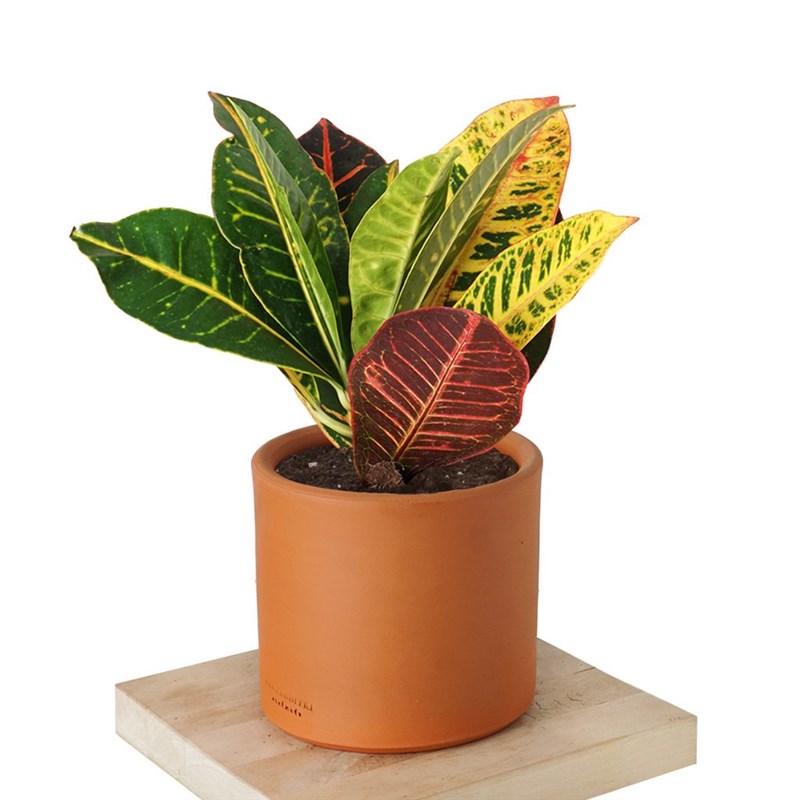 Croton Petra (Kraton Bitkisi)