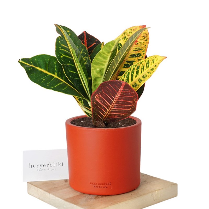 Croton Petra (Kraton Bitkisi)