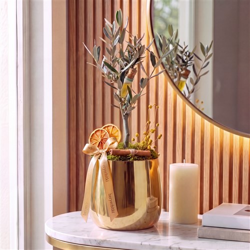 Zeytin Ağacı Aranjmanı - Gold Vazolu