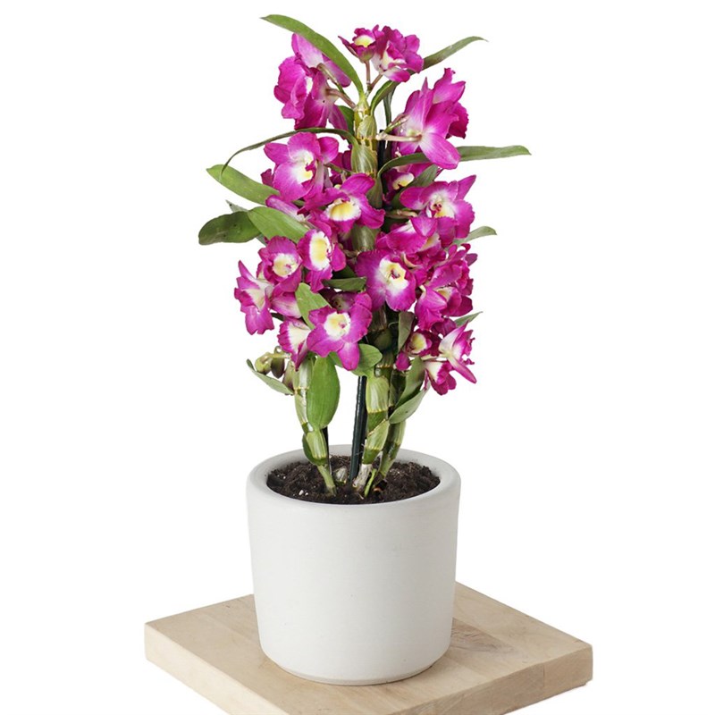 Dendrobium Purple (Kokulu Orkide)