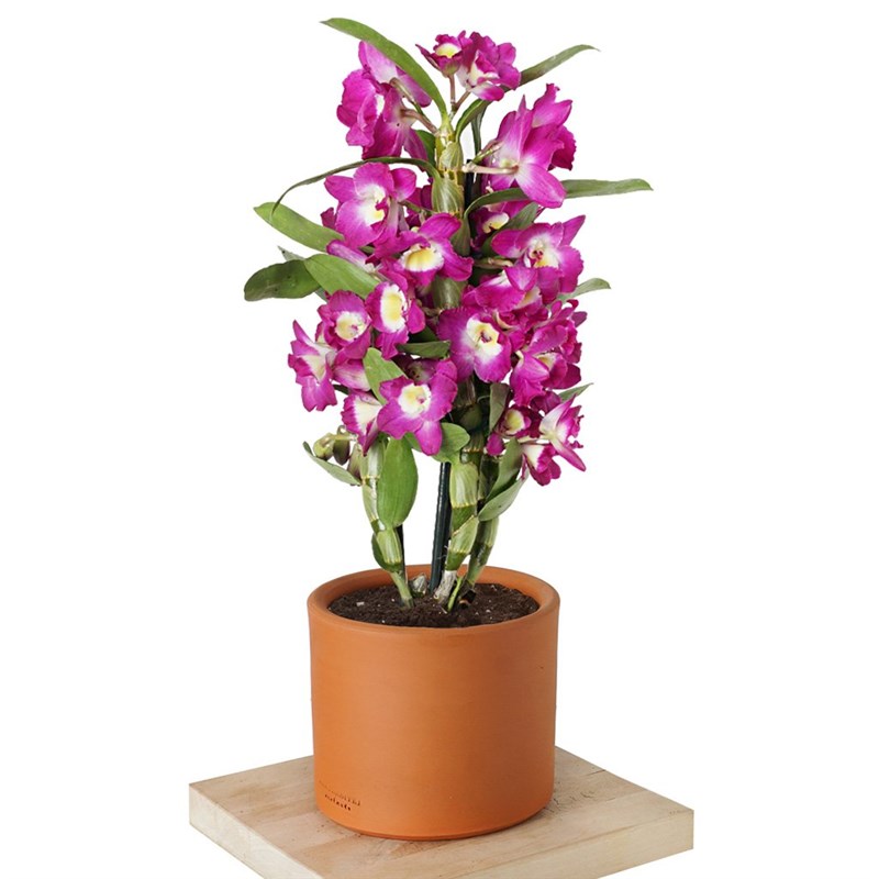 Dendrobium Purple (Kokulu Orkide)