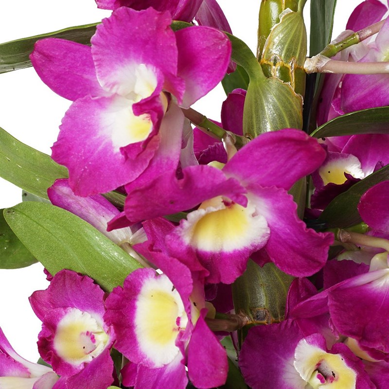 Dendrobium Purple (Kokulu Orkide)
