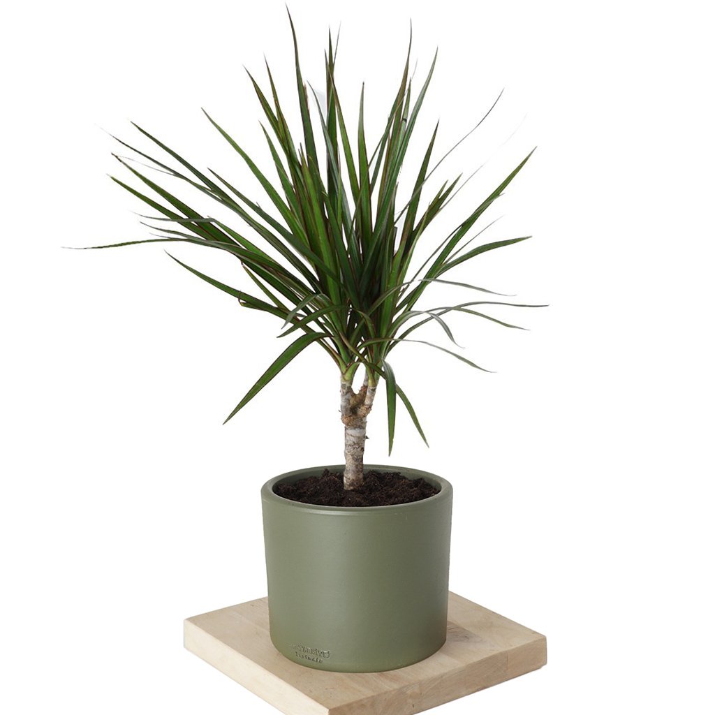 drachenbaum licht Grüner Drachenbaum mit Korb (Dracaena Marginata Green) main image 0