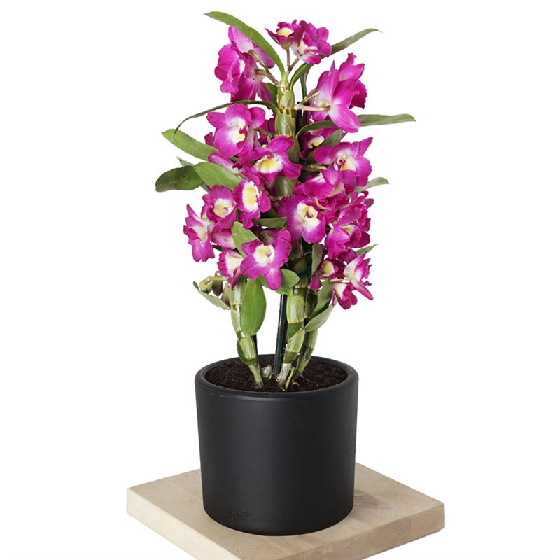 Dendrobium Purple (Kokulu Orkide)