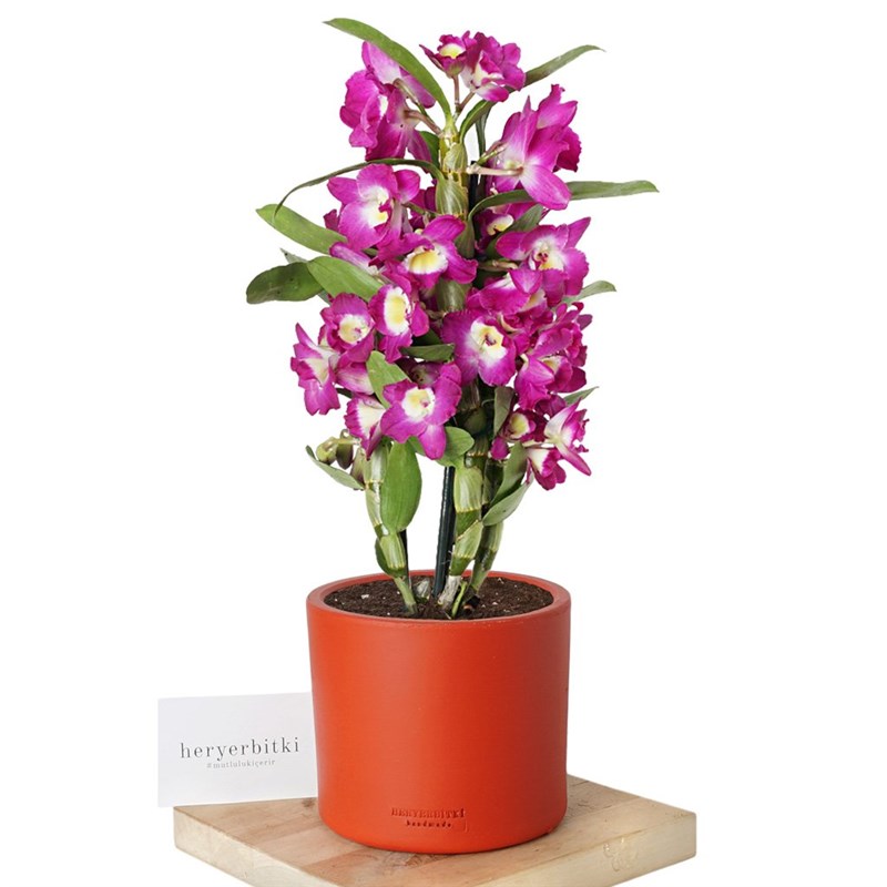Dendrobium Purple (Kokulu Orkide)