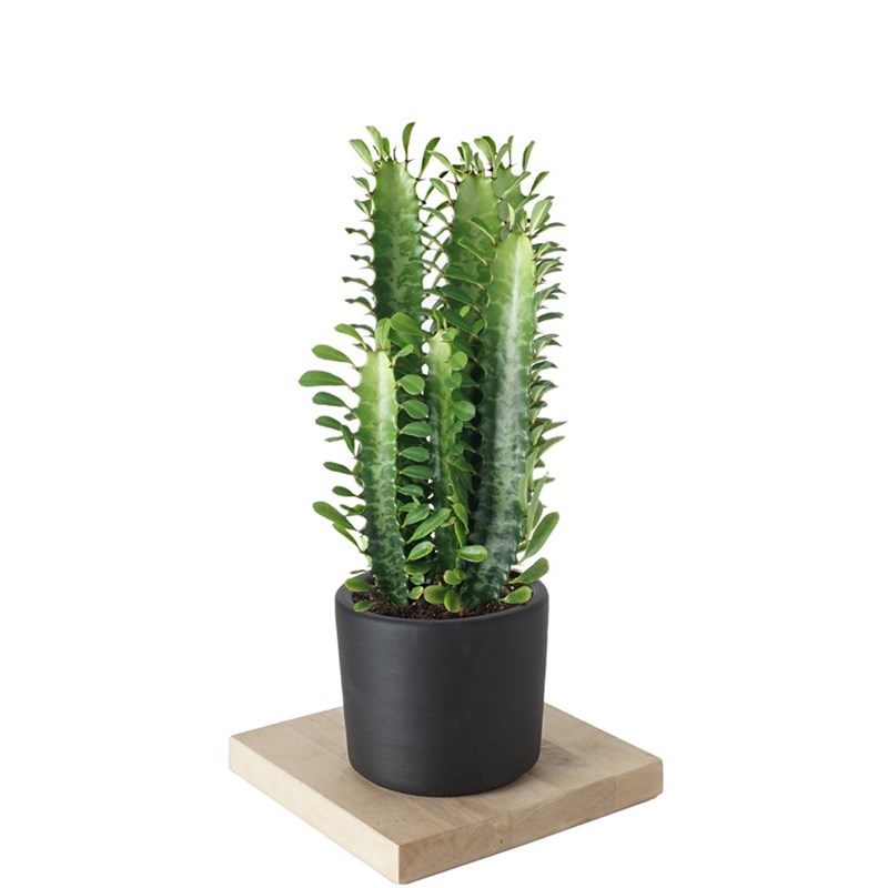 Euphorbia - Afrika St Aac Kakts - Heryerbitki
