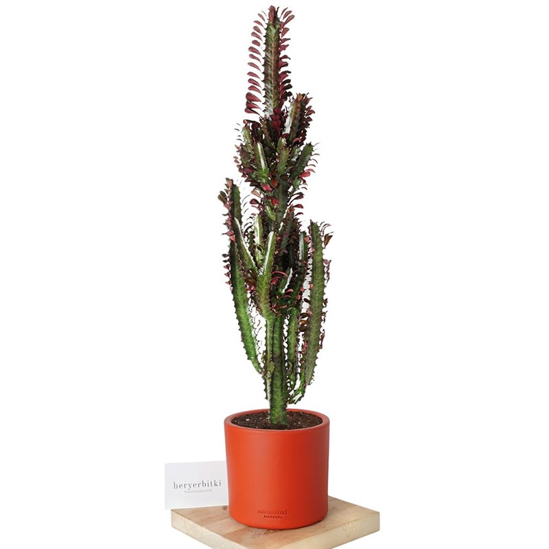 echter gummibaum SPECIAL OFFER Groer Gummibaum, 100cm  Green Me Up