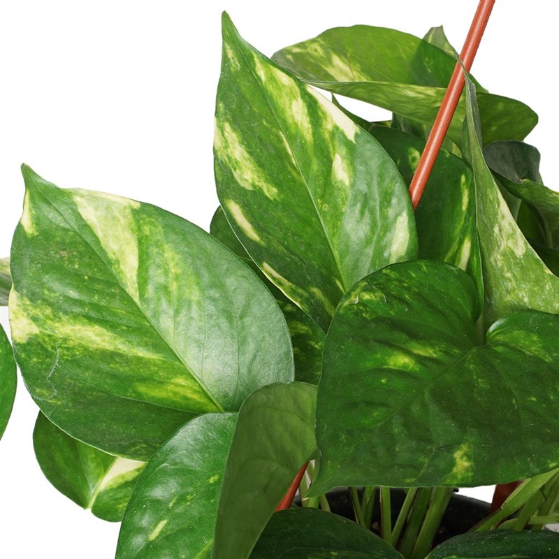 Golden Pothos (Askılı Sarmaşık) Large