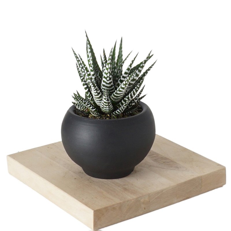 Haworthia Fasciata (Alba Zebra Sukulent)