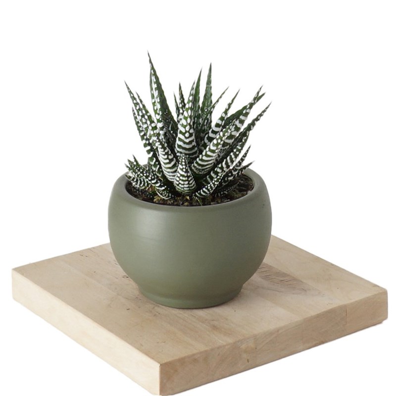 Haworthia Fasciata (Alba Zebra Sukulent)