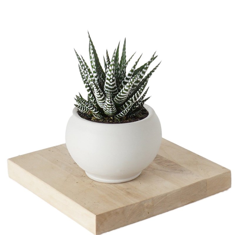 Haworthia Fasciata (Alba Zebra Sukulent)
