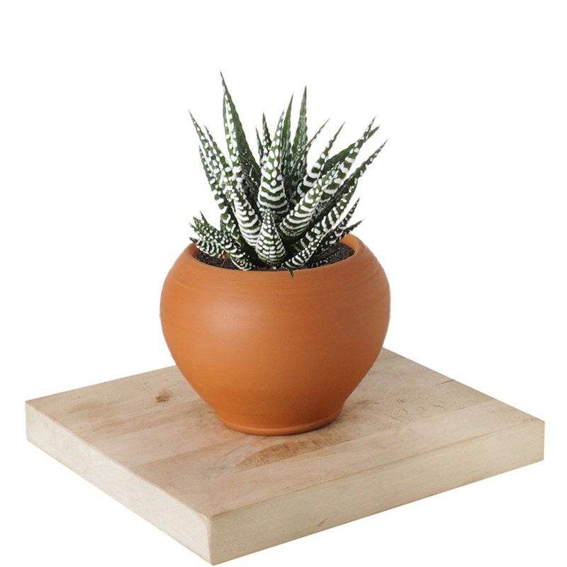 Haworthia Fasciata (Alba Zebra Sukulent)
