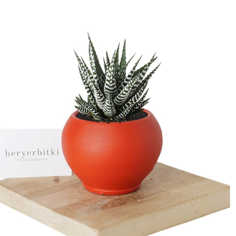 Haworthia Fasciata (Alba Zebra Sukulent)