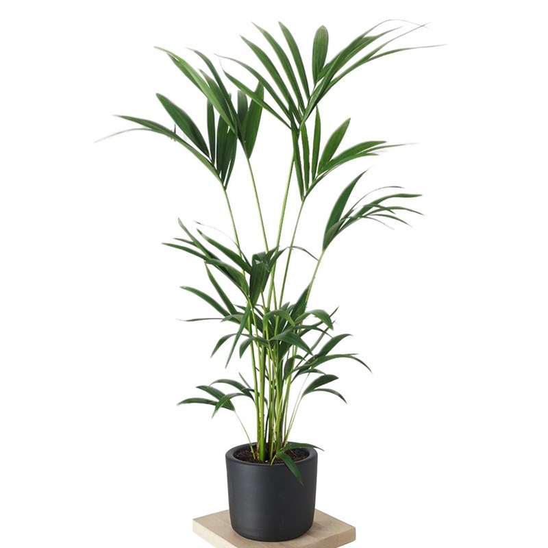 Howea Forsteriana (Kentia Palmiyesi) 130-150cm