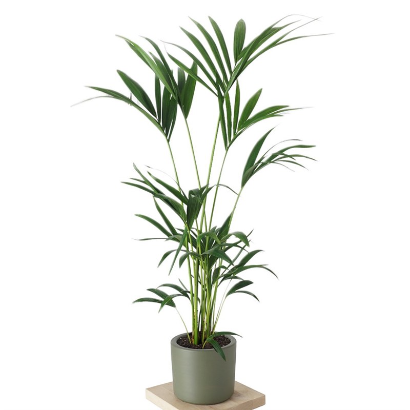Howea Forsteriana (Kentia Palmiyesi) 130-150cm