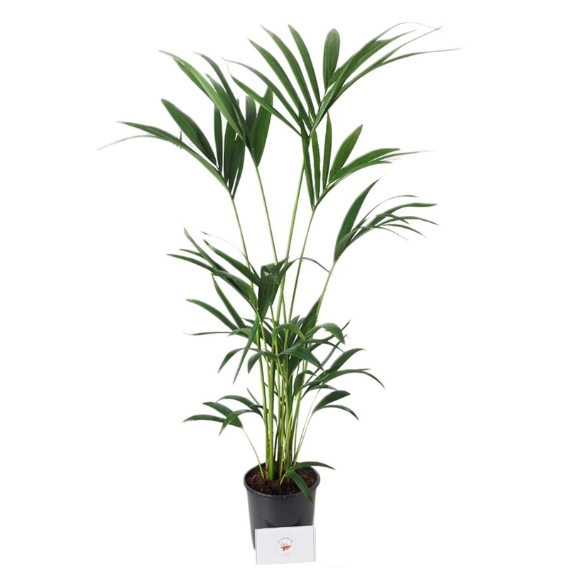 Howea Forsteriana (Kentia Palmiyesi) 130-150cm