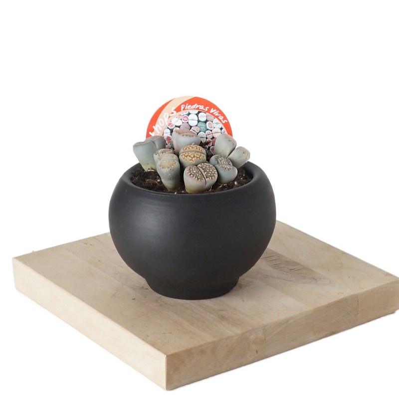 Lithops (Ta Kakts)